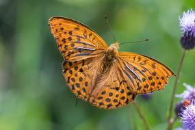 Fritillary Butterfly Insect