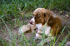 Dog On Grass