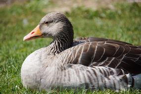 Goose Duck Bird