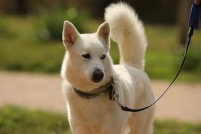 Dog Breed Siberian Husky
