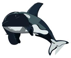 orca kit dolphin mammal killer