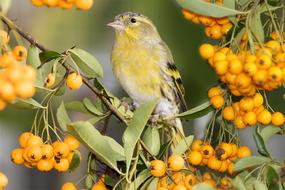 Siskins Siskin Fink
