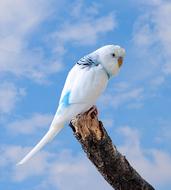 Budgie Bird Little