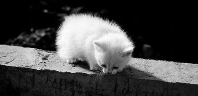 Animal Feline Kitten