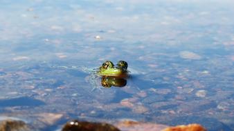Frog Water Lake