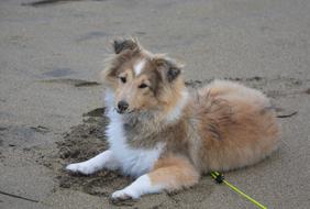 Shetland Sheepdog Bitch Pup Fawn
