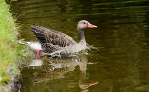 Goose Wild Water Bird
