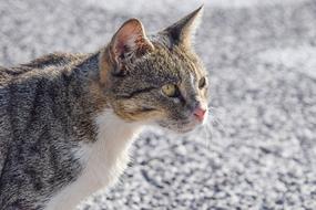 Cat Animal World Close