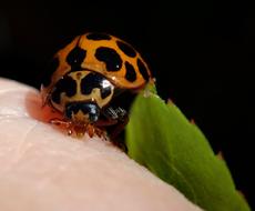 Ladybird Insect Nature