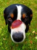 Dog Leaf Nose Red