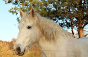 Horse Head Animal