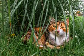 Cat Animals Pet