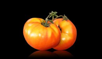 juicy ripe tomatoes on a black background