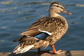 Duck Mallard Bird