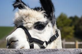 Alpaca Animal Mammal