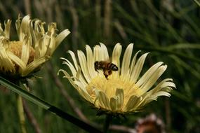 Bee Nectar Insect