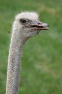 Animal Zoo Ostrich