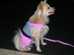 Dog Pomeranian