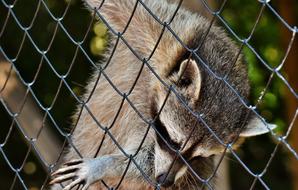 Raccoon Begging Wild Animal