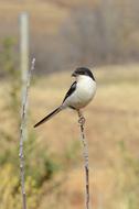 Africa Bird Nature