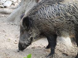 Pig Animal Pen