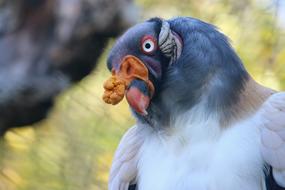 King Vulture Bird Colorful