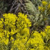 Bee Feeding On Yellow Flowers
