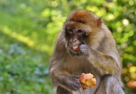 Barbary Ape Endangered Species