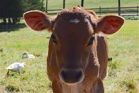 Cow Portrait Farm