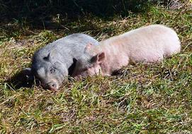 Pigs Piglets Cute