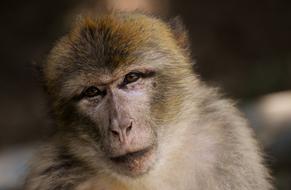 Barbary Ape Endangered Species