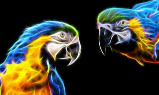 parrot macaw colorful tropical
