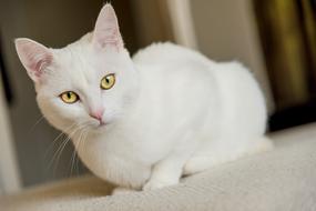 White Cat Pet