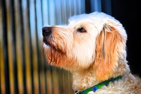 Golden Doodle Portrait Park