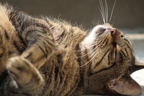 Cat Care Cats Cypers