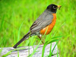 Robin Bird in Grass