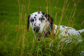 Dalmatian Hiding Play Fight