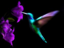hummingbird bird colorful ave