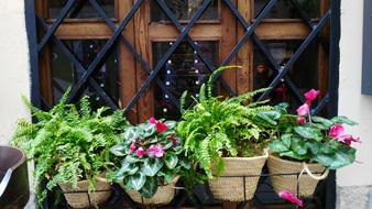 Flowers Window View