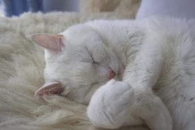 Cat White Pet