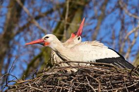 Stork Wading Bird Animal
