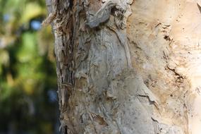 Paperbark Melaleuca Trunk