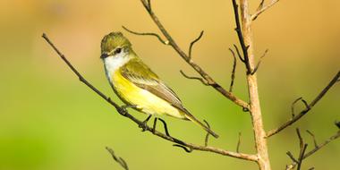 Bird Yellow Green