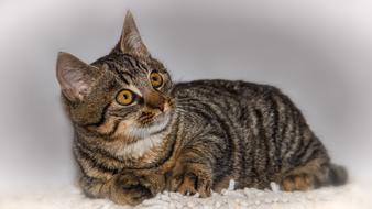 Cat Pet Animal Domestic