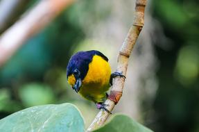Animal World Bird Violet Organist