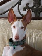 the dog looks at the camera