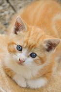 little kitten looks up