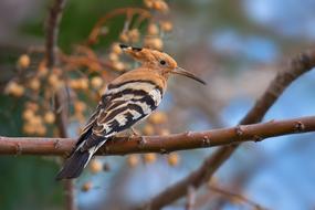 Hoopoe Winter Bird