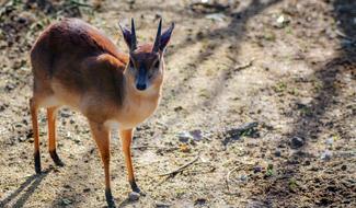 Suni Antelope Deer