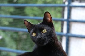 Black Cat Mammal Animal